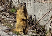 04 Le marmotte si godono il sole primaverile